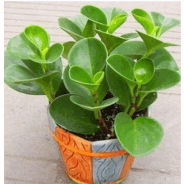 ベランダの緑の鉢植え